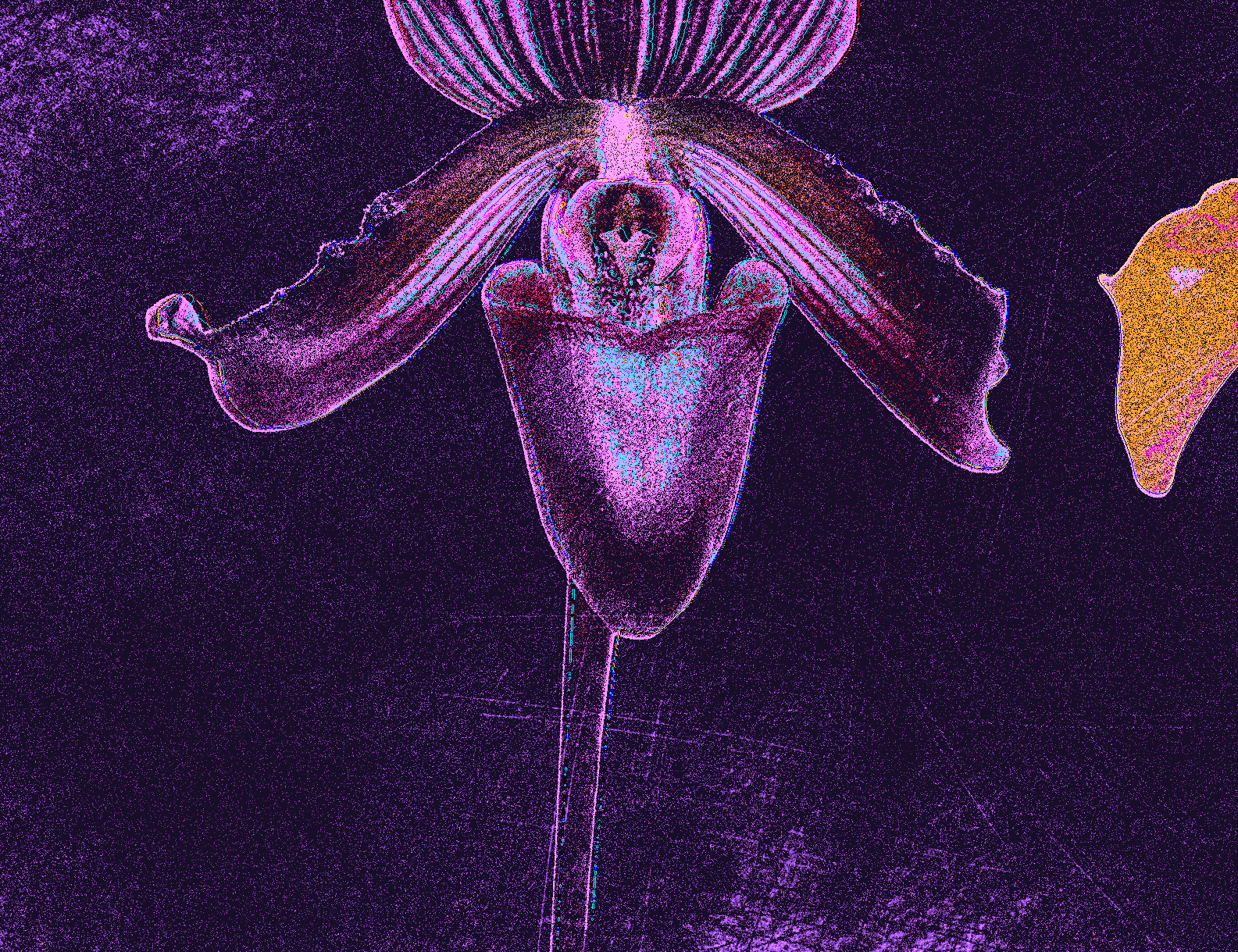 Orchid in artificial UVIVF